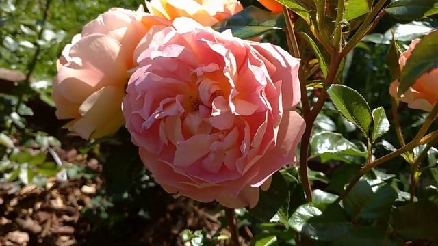 Цветение английской розочки Пэт Остин (Pat Austin)??? смотреть онлайн