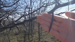 Дикая Акация в Краснодарском крае. Дерево с колючками