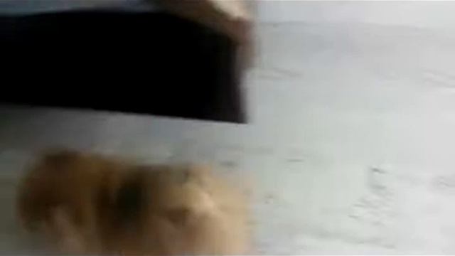 шпиц, девочка смотреть онлайн
