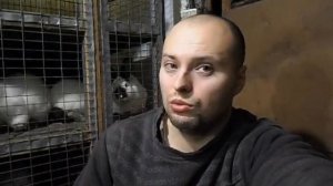 Что такое стоматит у кролика и как его лечить