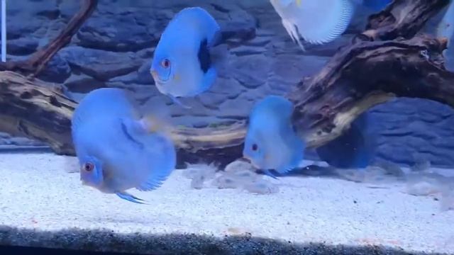 Высокотелые Дискусы от Lo's Fish Store - Discus Farm смотреть онлайн