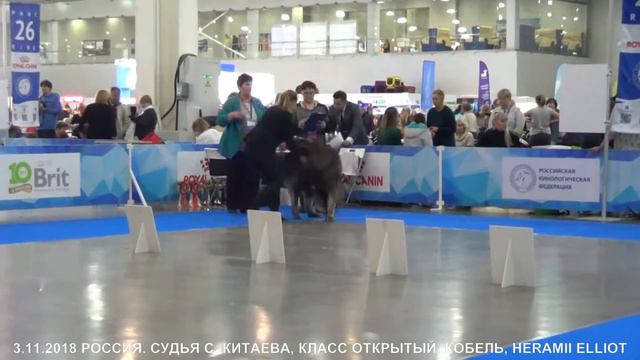 КАВКАЗСКИЕ ОВЧАРКИ, ВЫСТАВКА РОССИЯ 3.11.2018, КОБЕЛИ, ОТКРЫТЫЙ КЛ. www.r-risk.ru +79262205603 смотреть онлайн