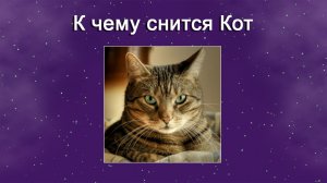 К чему снится Кот (Сонник)