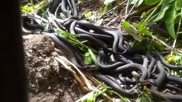 Змеиный клубок смотреть онлайн