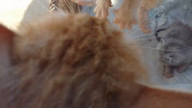 #Маленькие котята.#(релакс)