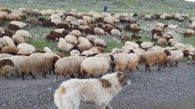 СМЕРТЕЛЬНАЯ БОЛЕЗНЬ ОВЕЦ | Овцеводство | Инфекционные болезни овец | Брадзот овец | Овцы смотреть онлайн