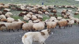 СМЕРТЕЛЬНАЯ БОЛЕЗНЬ ОВЕЦ | Овцеводство | Инфекционные болезни овец | Брадзот овец | Овцы