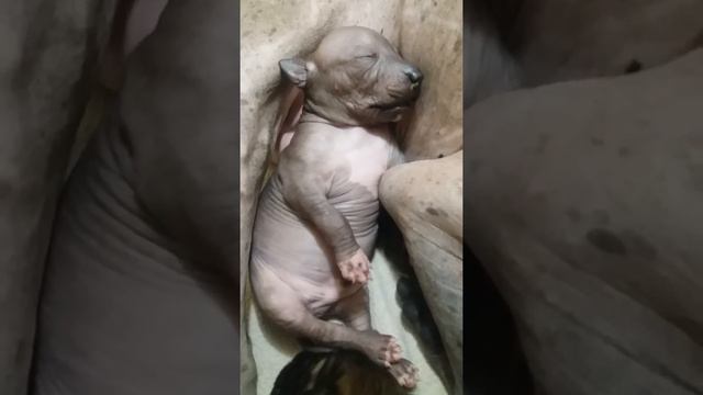 Кинич Ахау Христофор Апельсинович 06.12.2016г.