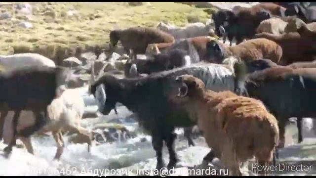 Гиссарские овцы Абдурозика и Ахмада из селения Сугдиён на пастбище, сентябрь 2021 смотреть онлайн