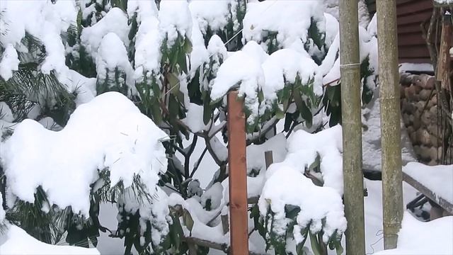 РОДОДЕНДРОНЫ ЗИМОЙ- 2023год- 1-я ЧАСТЬ смотреть онлайн