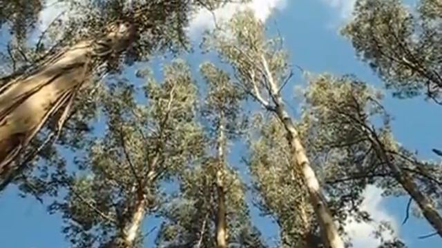Экскурсия с русским гидом в национальный парк Данденонг смотреть онлайн