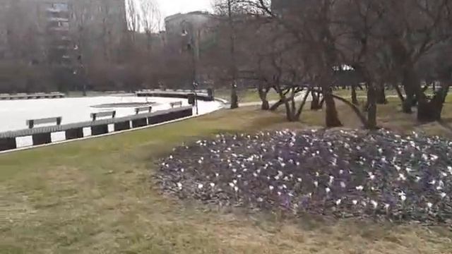 Музыкальный фонтан в Сиреневом Саду смотреть онлайн