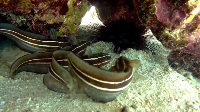 Striped Eel Catfish (Plotosus Lineatus), Сом угрехвостый, Полосатый угрехвост