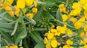 Мало кто знает о такой красоте! Желтушник черри! Краски весны и аромат лета!