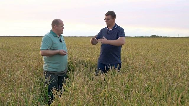 Технология выращивания риса. Миллиону Кубанского риса быть! смотреть онлайн