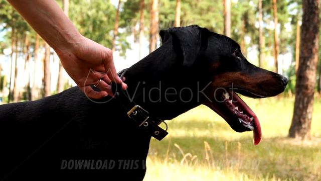 Girl is holding the collar of black doberman breathing with opened mouth смотреть онлайн