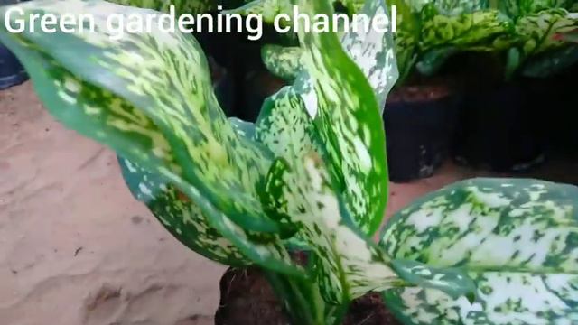 my narsary aglaonema plant | today selling 300 pic aglaonema plant @SkRahman2M смотреть онлайн