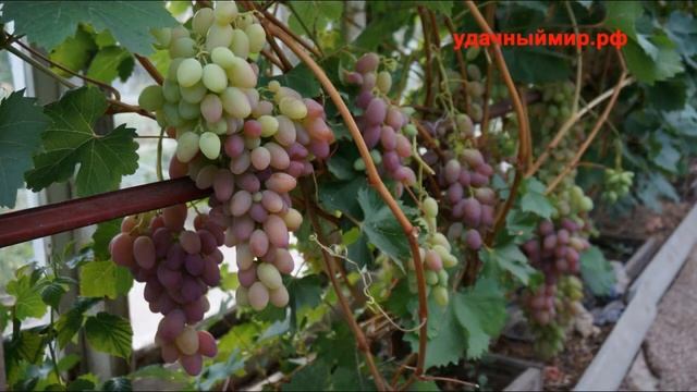 виноград Лебедяни смотреть онлайн