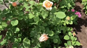 Английские розы. Английская роза Краун Принцесс Маргарет (начало цветения, 3 зона)