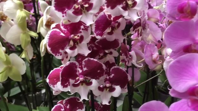 Красивые Орхидей обзор в садовом центре Одессы смотреть онлайн
