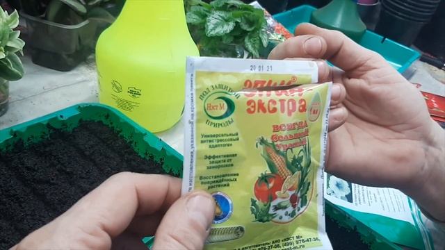 Петунию как и когда сеять, сроки посева, 100 % всхожесть семян петунии смотреть онлайн