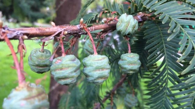 Dawn redwood (Metasequoia glyptostroboides) - cones - October 2017 смотреть онлайн
