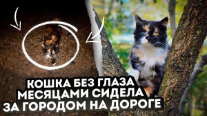 Наступают морозы, подобрала кошку без глаза, которая сидела на дороге по ночам. Как Элис и другие?!