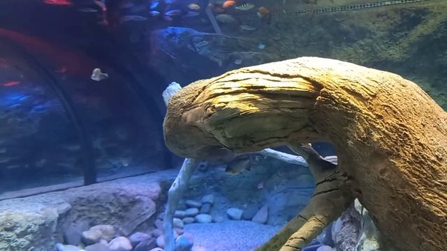 МОЙ ЛЮБИМЫЙ БАКУ. АЙЛИН В ЗООПАРКЕ ГОРОДА БАКУ 2021