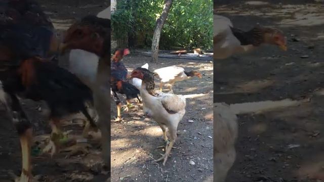 О шамо, чу шамо смотреть онлайн