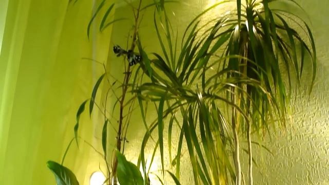 Продам 1 комнатную квартиру в Омске.Ул.Крупской 10. смотреть онлайн