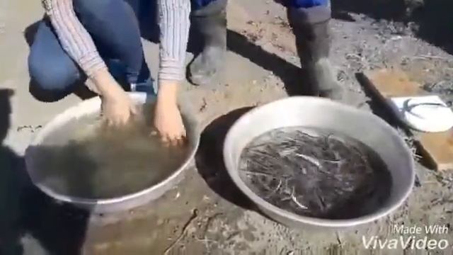 Выпуск мальков севрюги смотреть онлайн