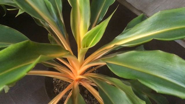 Комнатные растения. Хлорофитум оранжевый. Уход и содержание. смотреть онлайн