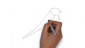 как нарисовать синицу,how to draw a bird,cómo dibujar un pájaro