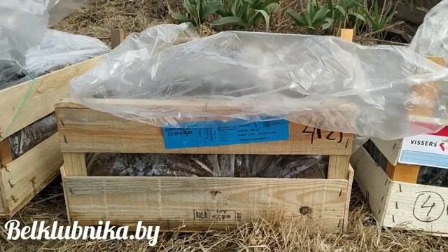 Саженцы (рассада) клубники фриго. Кабрилло, Мальга, Альбион, Азия, Альба. Belklubnika.by.mp4 смотреть онлайн