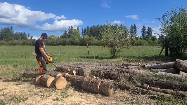 Pro Mac 55 cutting firewood for a neighbor смотреть онлайн