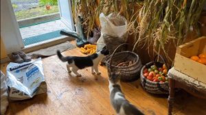 а ну-ка давай-ка новое видео