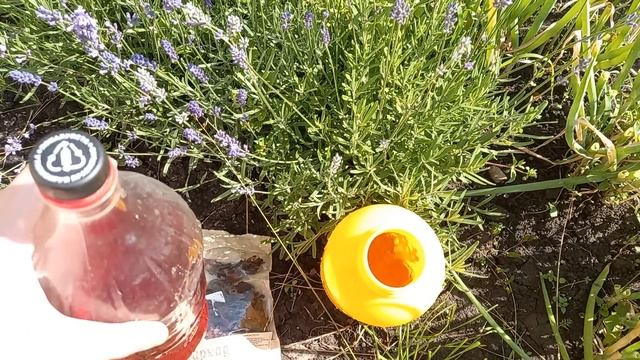 1 подкормка для томатов и перцев, увеличит урожай и сладость плодов, натуральный эликсир для роста смотреть онлайн