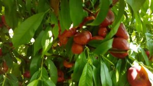 Нектарин инжирный Донат (Donut) 18.07.2018