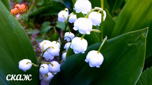 Самым близким!