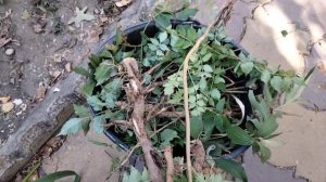 Удаление поросли кампсиса.