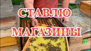 Итоги зимовки. Весеннее развитие. Постановка магазинов. Общее состояние пасеки. Собственная вощина