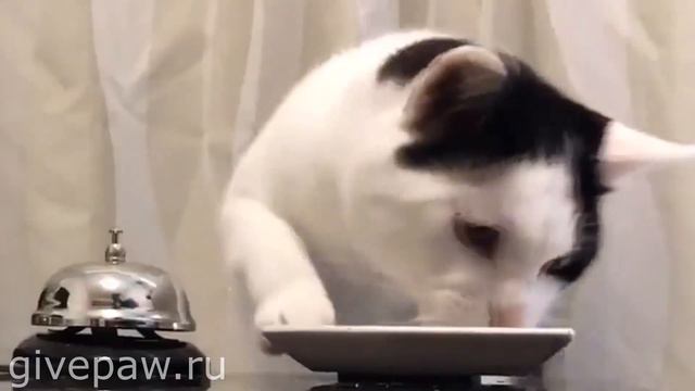 Кошки Павлова смотреть онлайн