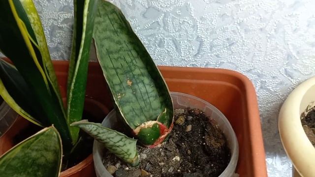 САНСЕВИЕРИИ?растрогали мою маму?Искусственное освещение?Адаптация ТАЙСКИХ?Кирки?Ханни?Масониана и д смотреть онлайн