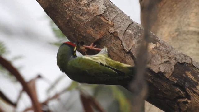 Coppersmith Barbet wildlife смотреть онлайн