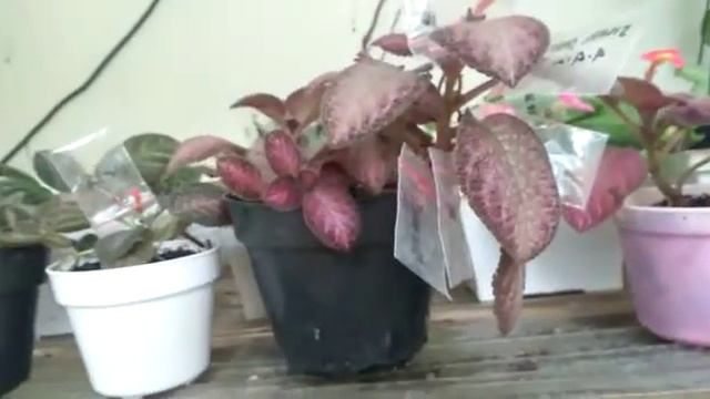 Episcia Strawberry Patch