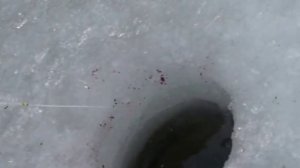 Ловим плотву и краснопёрку зимой