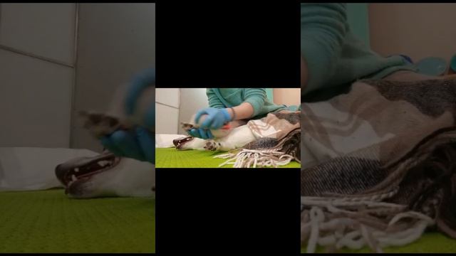 Подопечный РЦ КРИС Нельсон история реабилитации смотреть онлайн