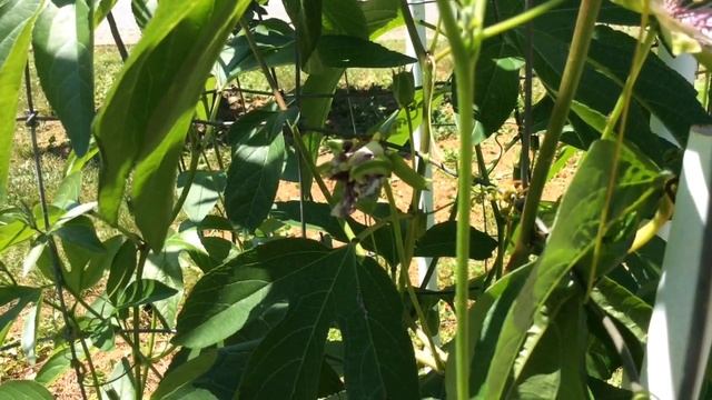 Passiflora Incarnata June 2018 смотреть онлайн