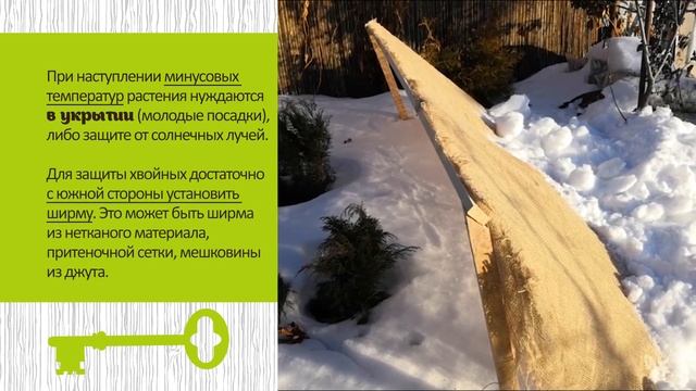 СОЛНЕЧНЫЕ ОЖОГИ ХВОЙНЫХ. КАК ЗАЩИТИТЬ РАСТЕНИЯ смотреть онлайн