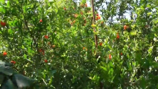 Цветение кампсиса, граната и лаванды на моем хозяйстве. Крымский синий шмель и насекомое "колибри". смотреть онлайн